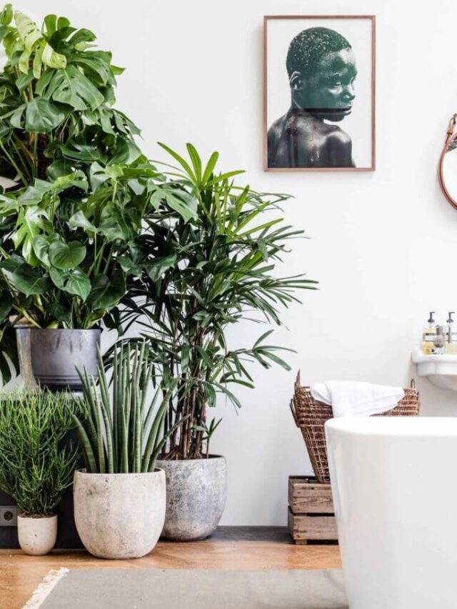 5 plantas para decorar sua casa